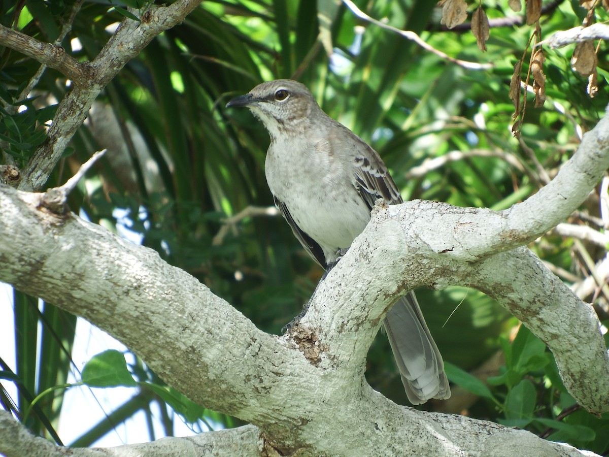 Bahama Mockingbird - Randolph "Casper" Burrows