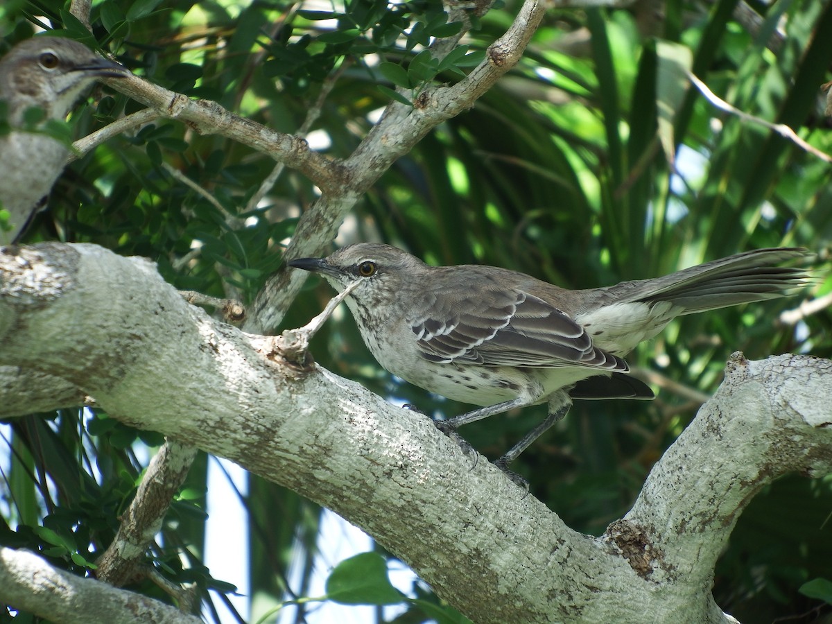 Bahama Mockingbird - Randolph "Casper" Burrows