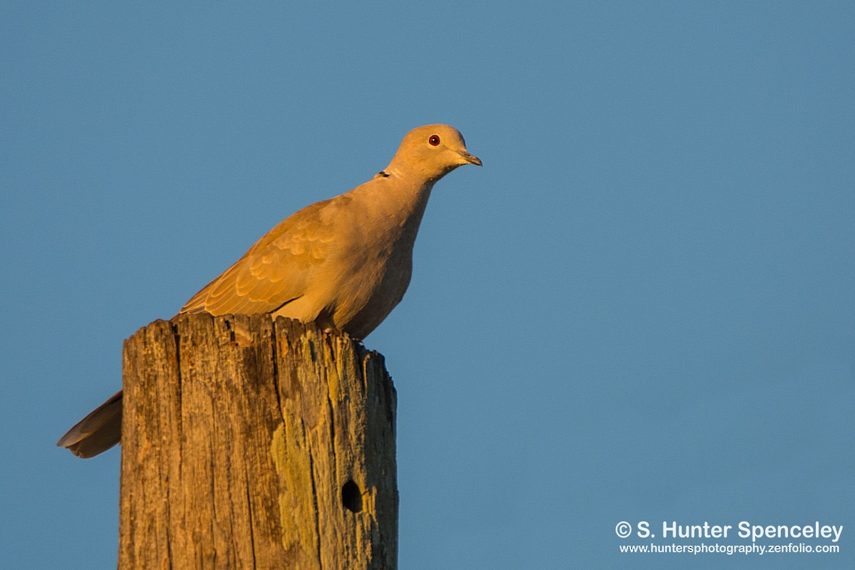 Eurasian Collared-Dove - S. Hunter Spenceley