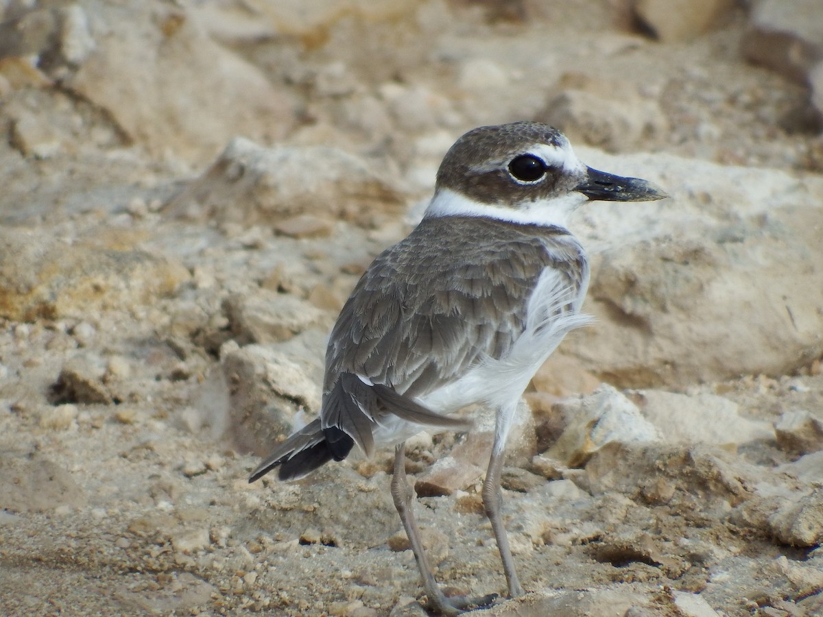 Wilson's Plover - ML73619301