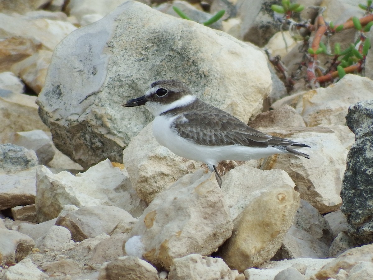 Wilson's Plover - Randolph "Casper" Burrows