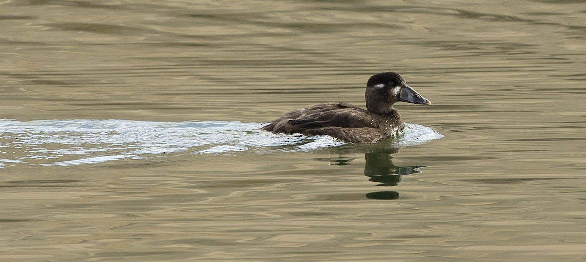 Surf Scoter - ML73619461