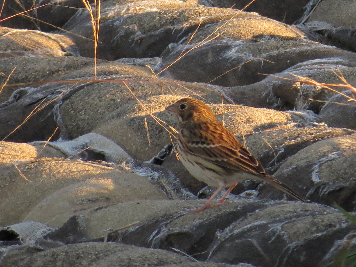 Vesper Sparrow - ML73620061