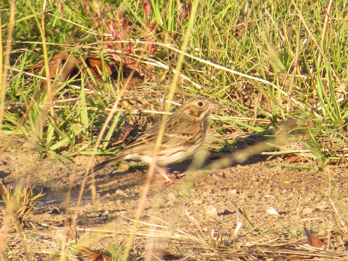 Vesper Sparrow - ML73620091