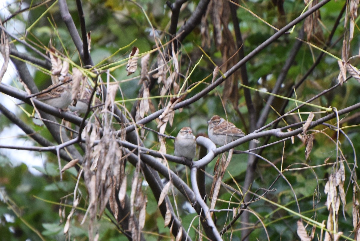 Chipping Sparrow - irina shulgina