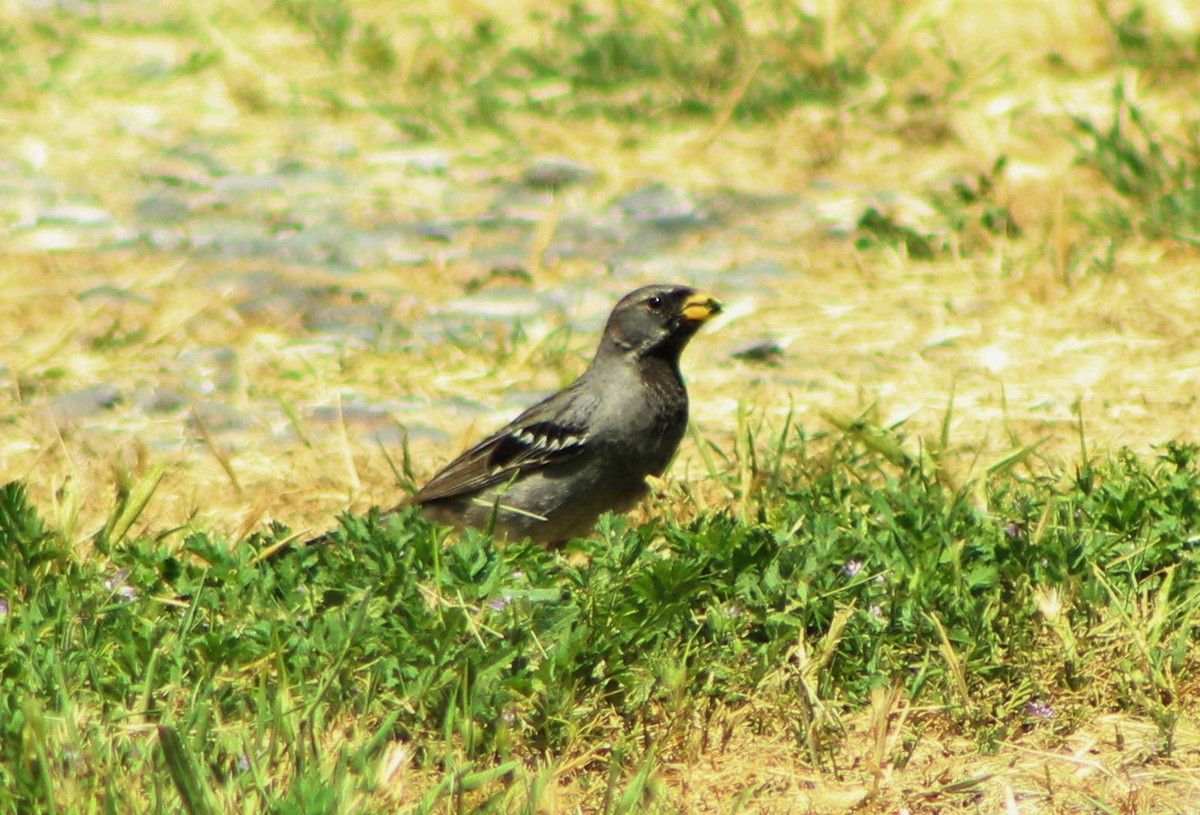 Mourning Sierra Finch - Matías Garrido 🐧