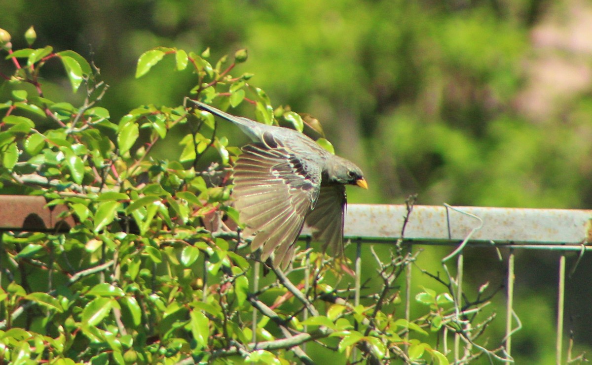 Mourning Sierra Finch - ML73622901