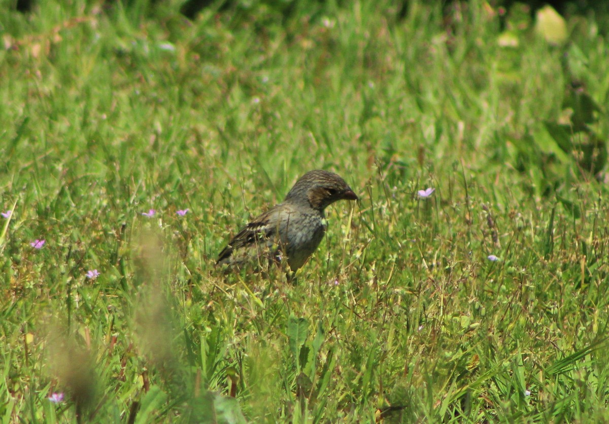 Mourning Sierra Finch - ML73622911