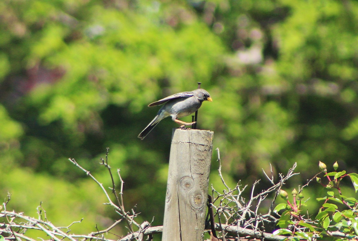 Mourning Sierra Finch - ML73622921