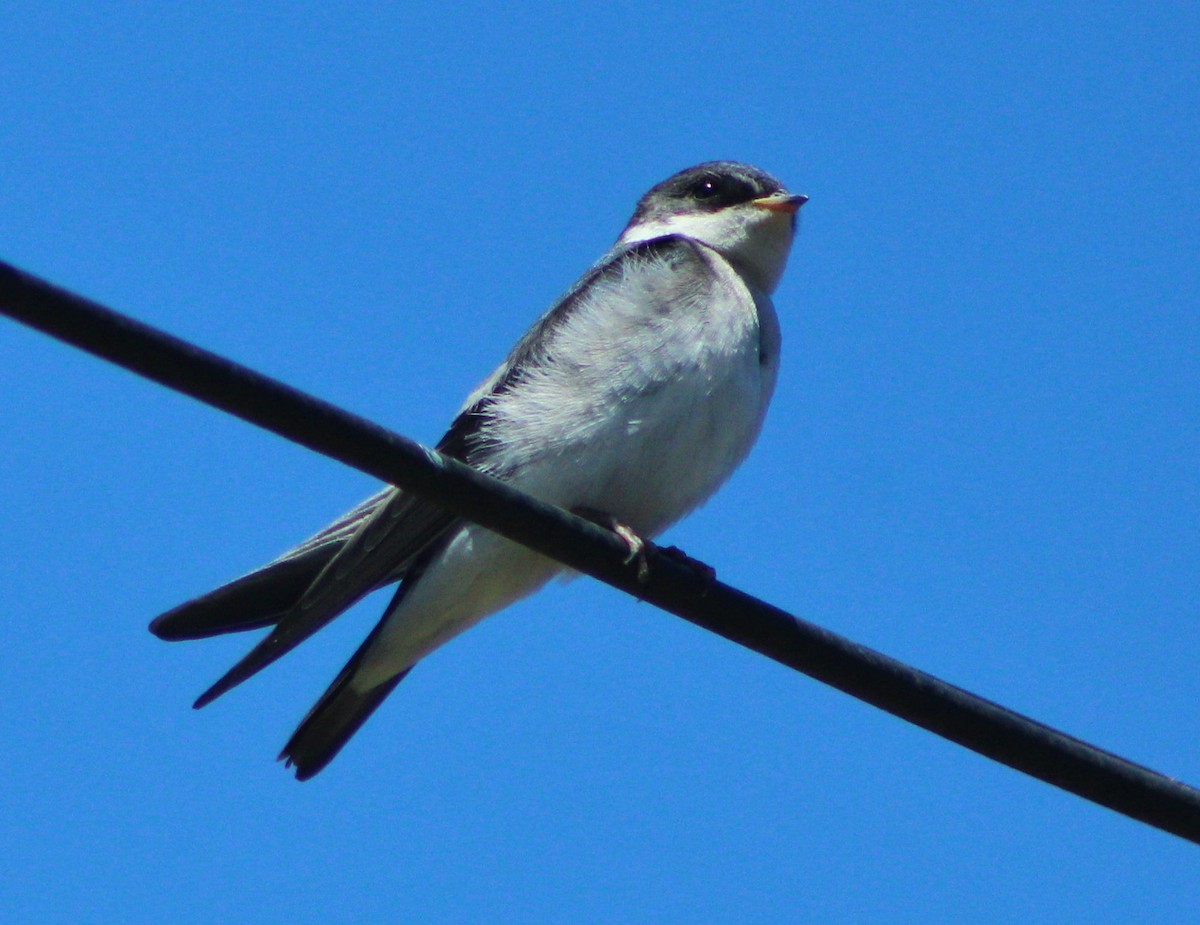 Chilean Swallow - Matías Garrido 🐧