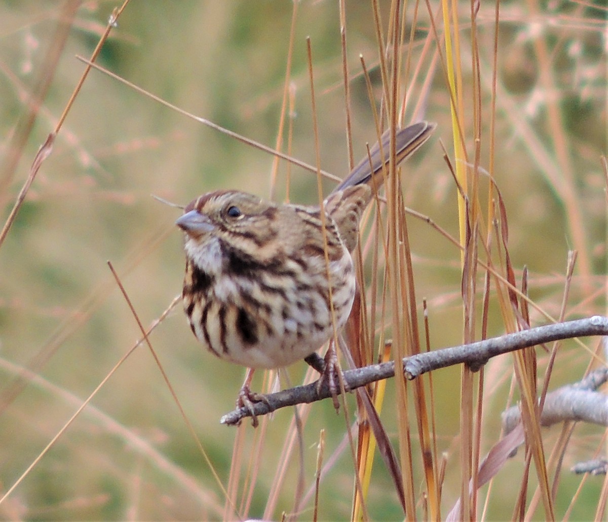 Song Sparrow - ML73624391