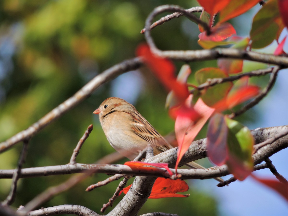 Field Sparrow - ML73624411
