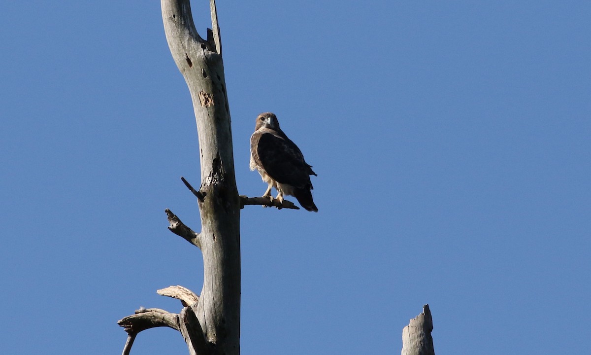 Red-tailed Hawk - ML73625001