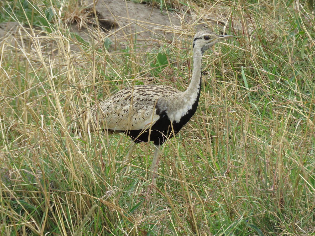 Black-bellied Bustard - Simon Thornhill