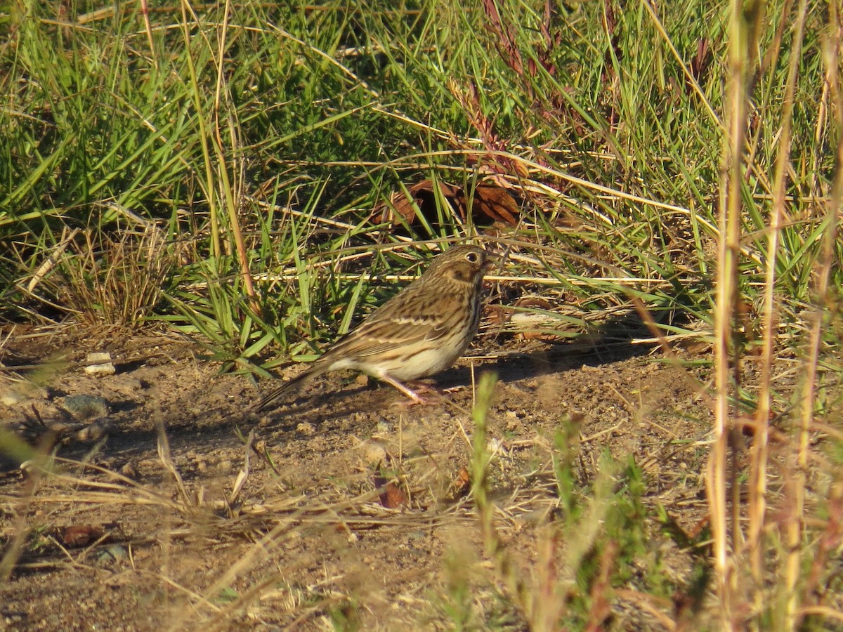 Vesper Sparrow - ML73626161