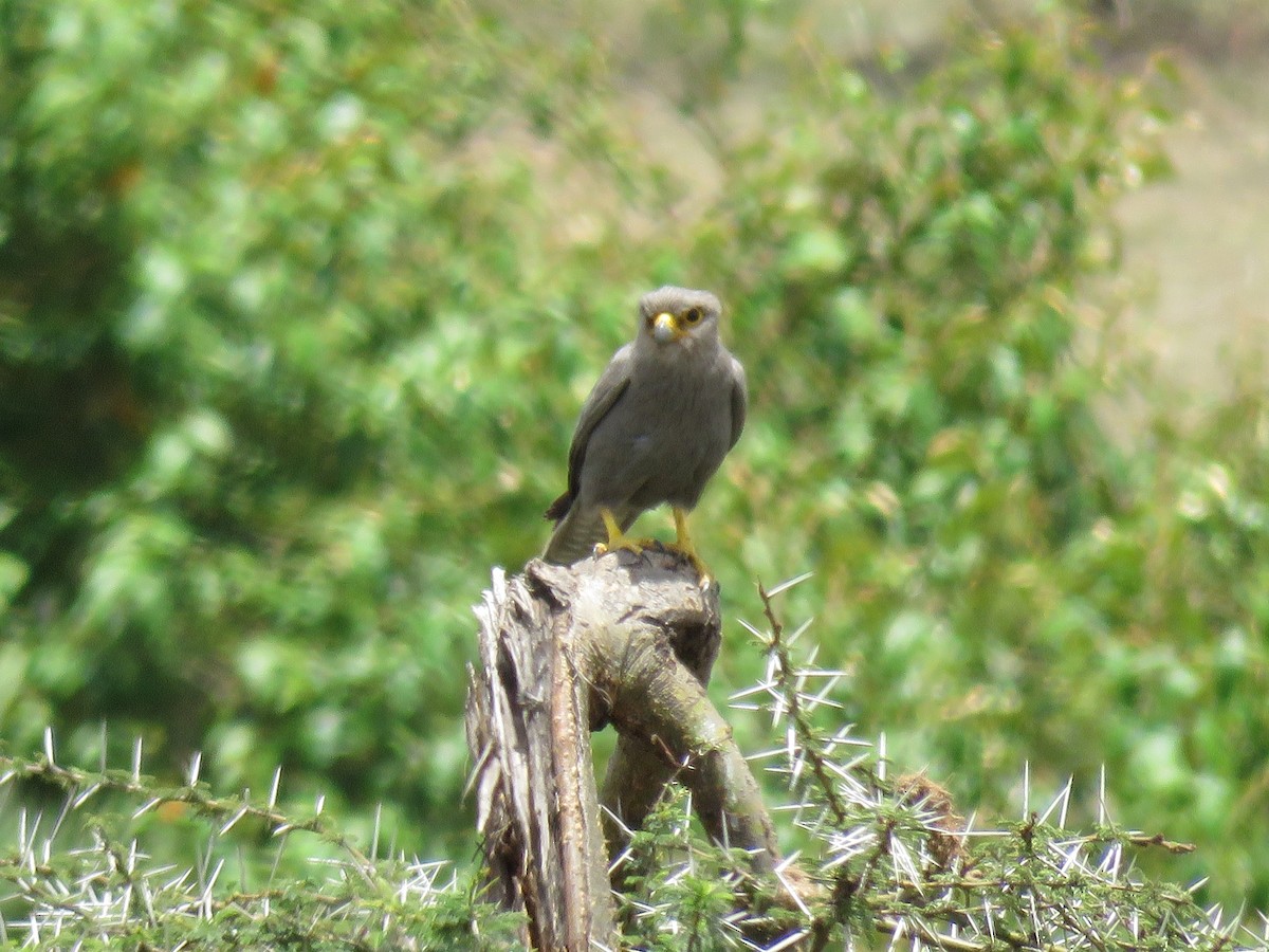 Gray Kestrel - ML73627301