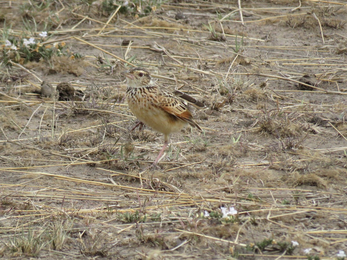 Rufous-naped Lark - Simon Thornhill