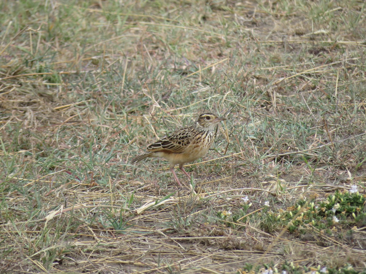 Rufous-naped Lark - Simon Thornhill