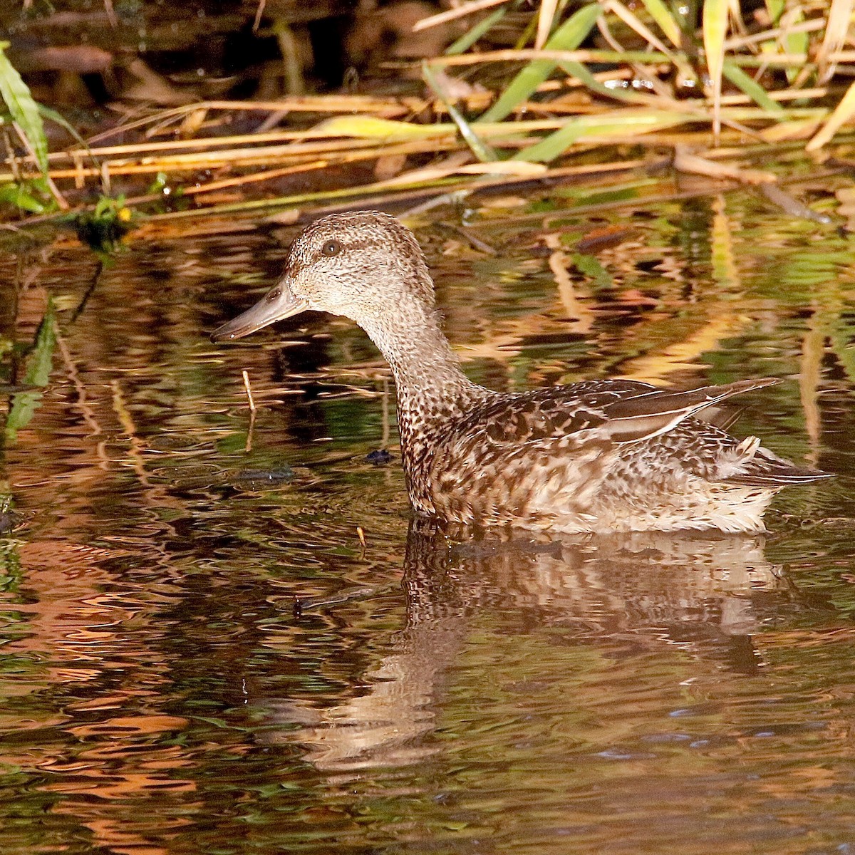 Green-winged Teal - ML73627601