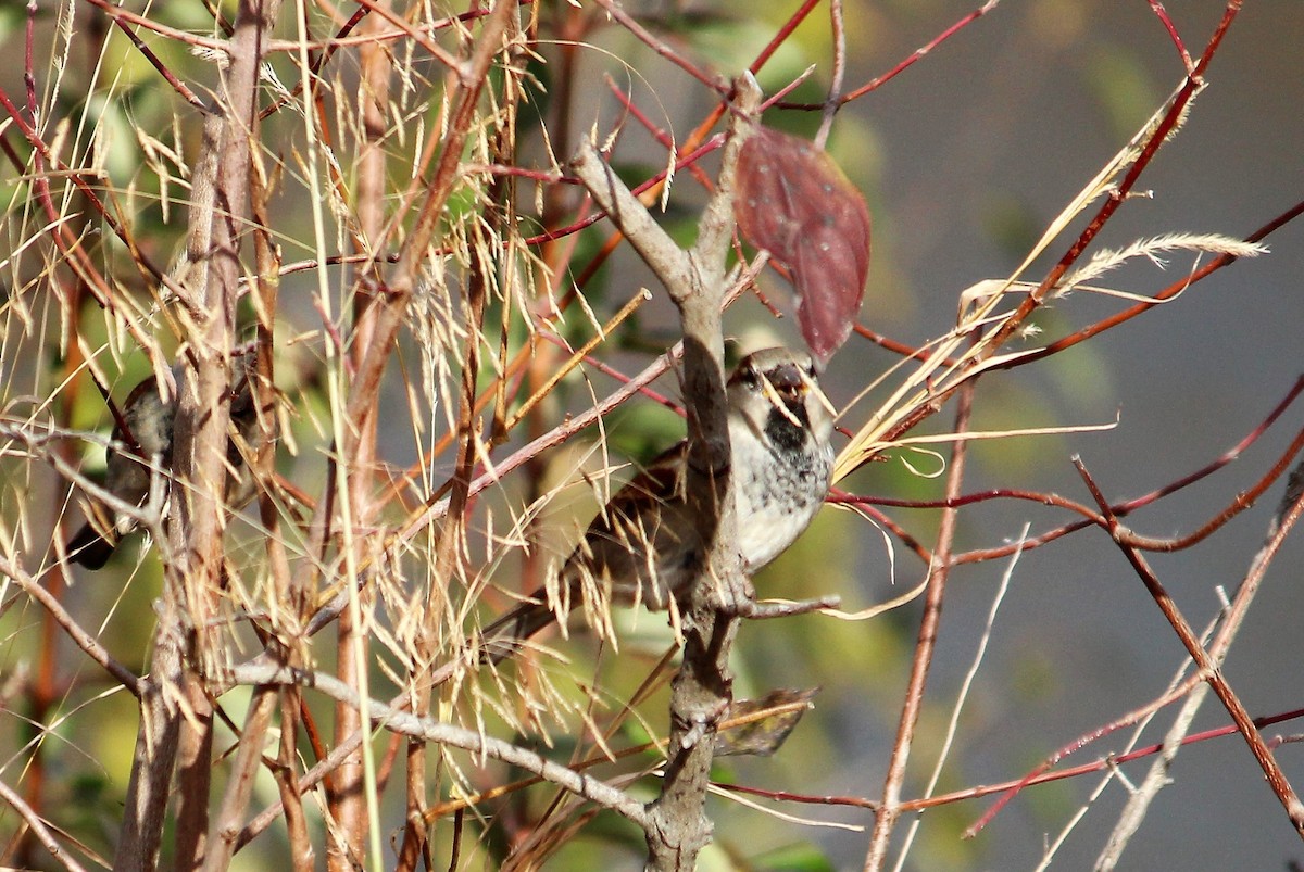 House Sparrow - ML73627641