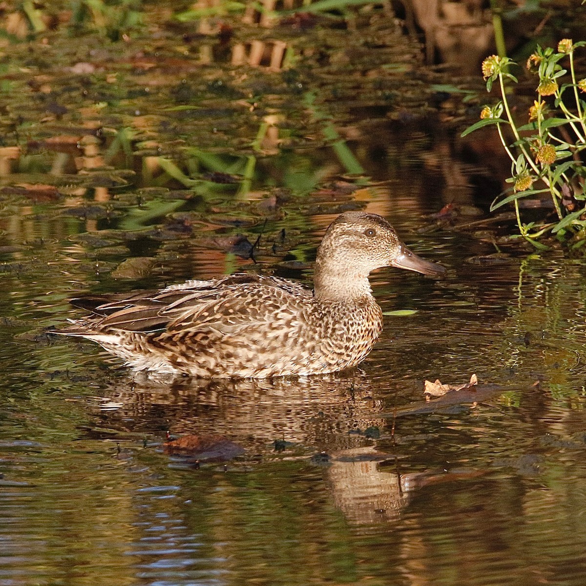 Green-winged Teal - ML73627651