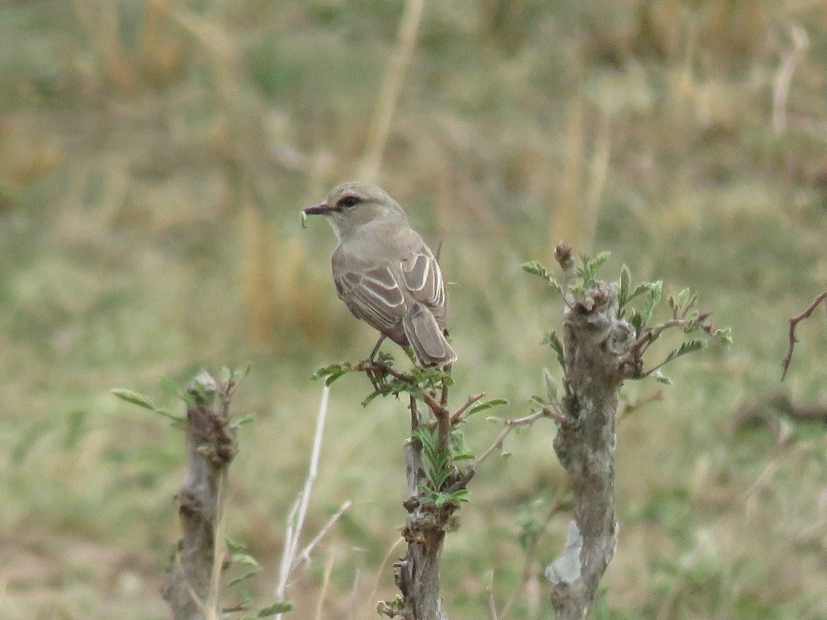 African Gray Flycatcher - Simon Thornhill