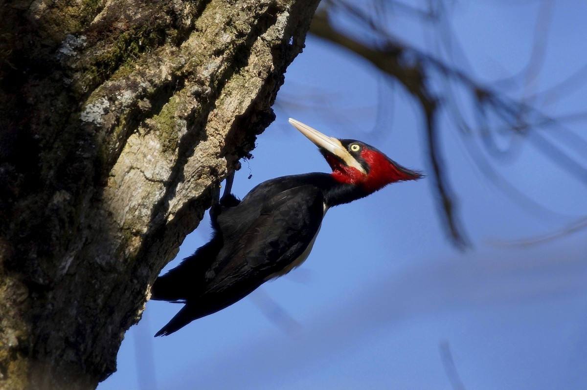 Cream-backed Woodpecker - ML73629691