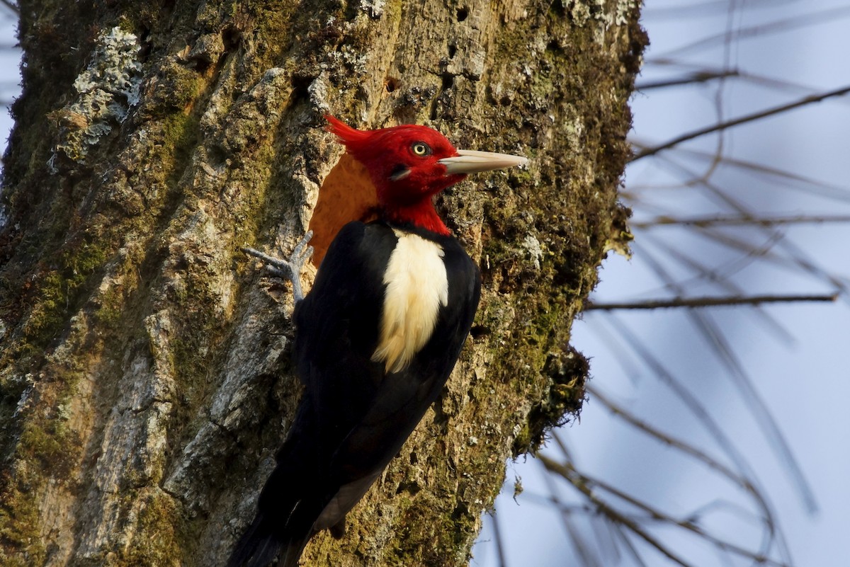 Cream-backed Woodpecker - ML73629751