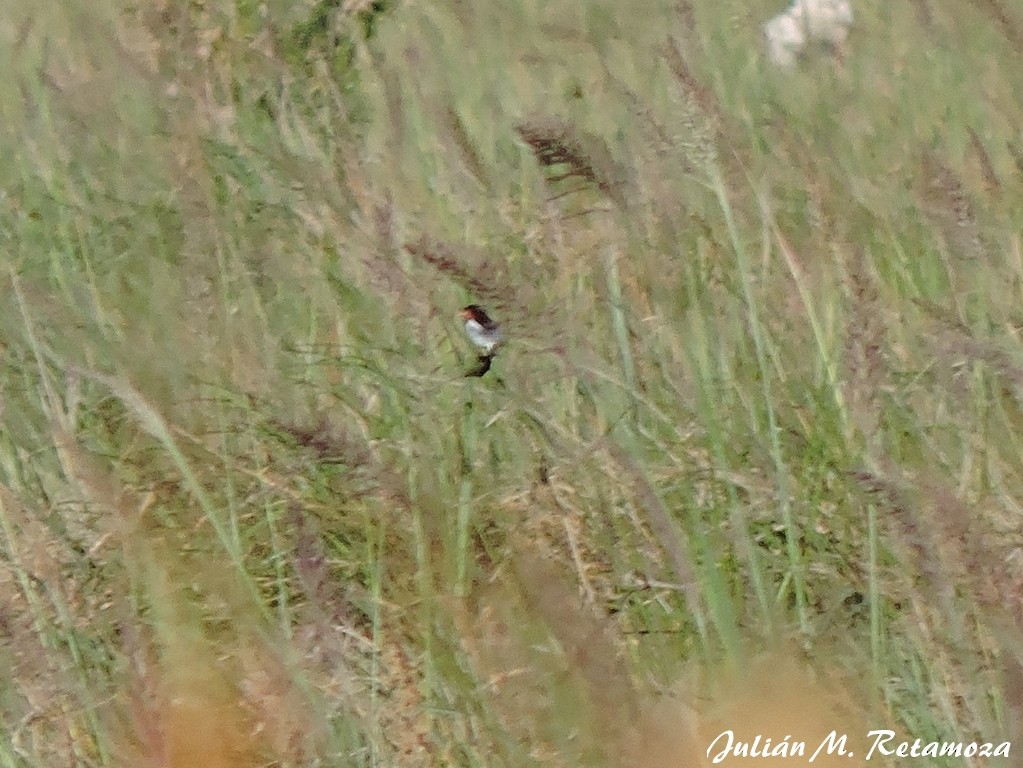 Strange-tailed Tyrant - Julián Retamoza