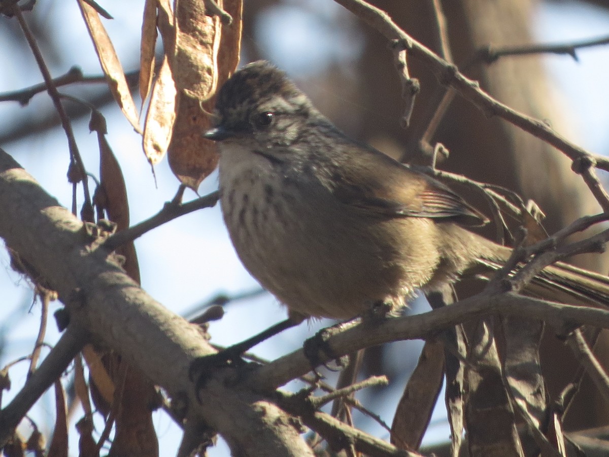 Plain-mantled Tit-Spinetail - ML73630781