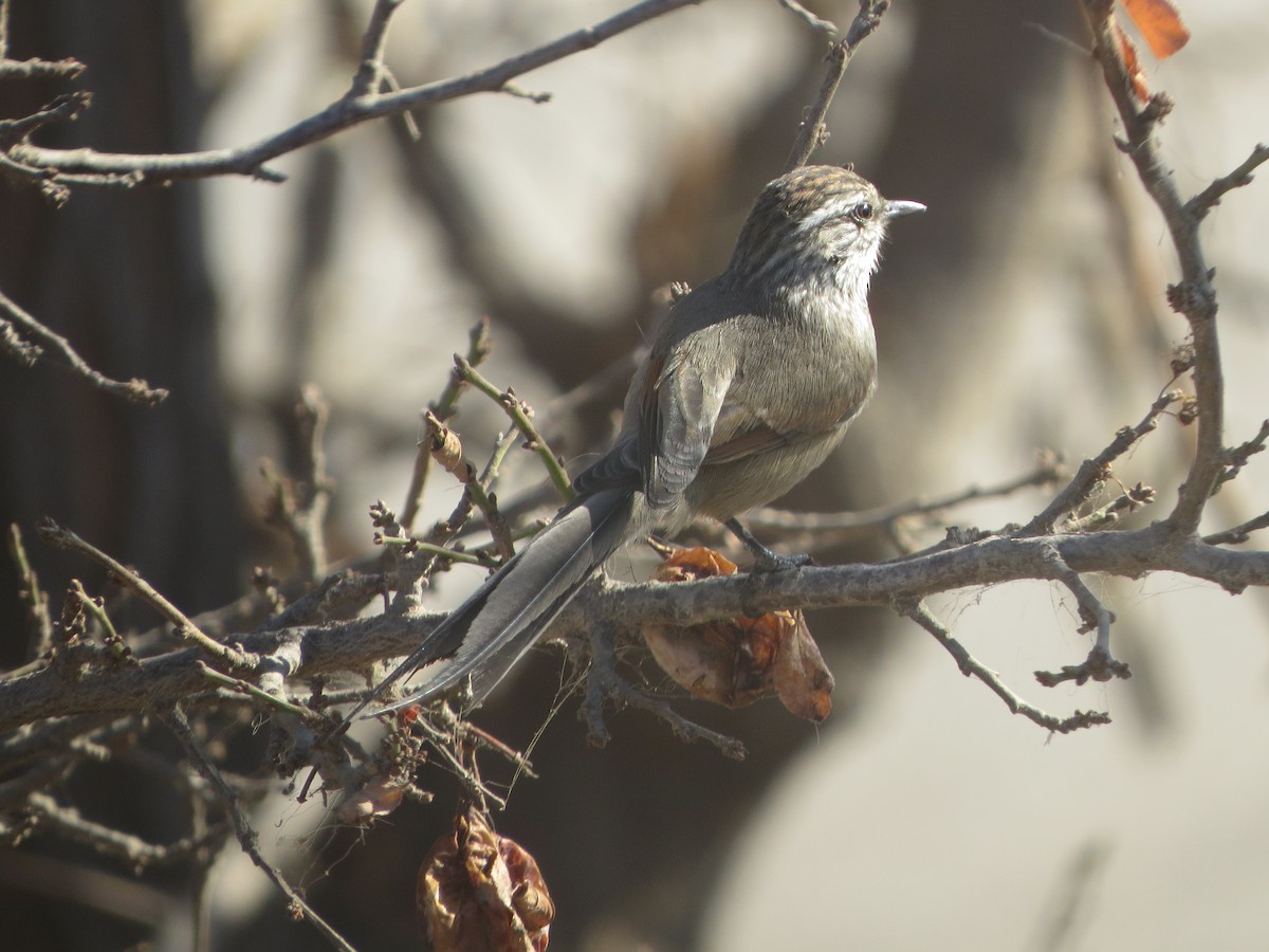 Plain-mantled Tit-Spinetail - ML73630811