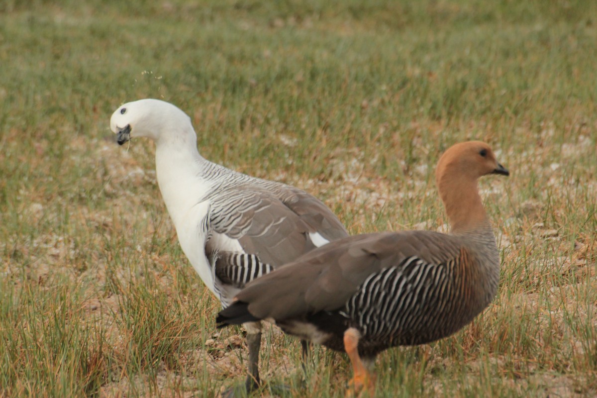 Upland Goose - Sebastian Vidal Diaz