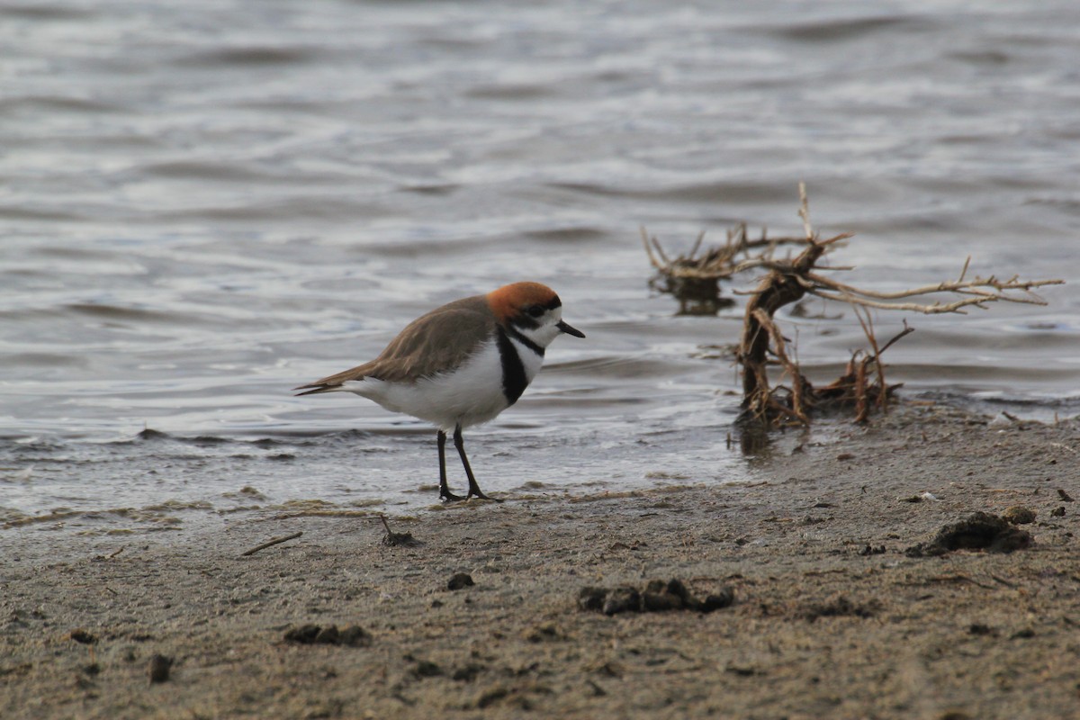 Two-banded Plover - ML73632811