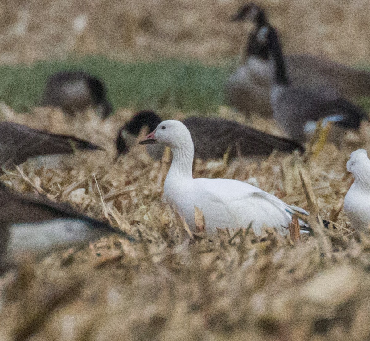 Snow Goose - Kenny Younger