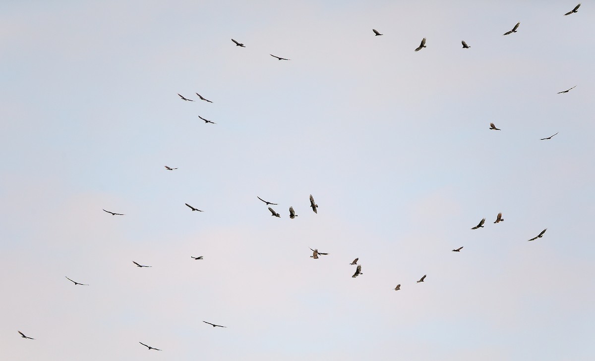 Turkey Vulture - ML73633151