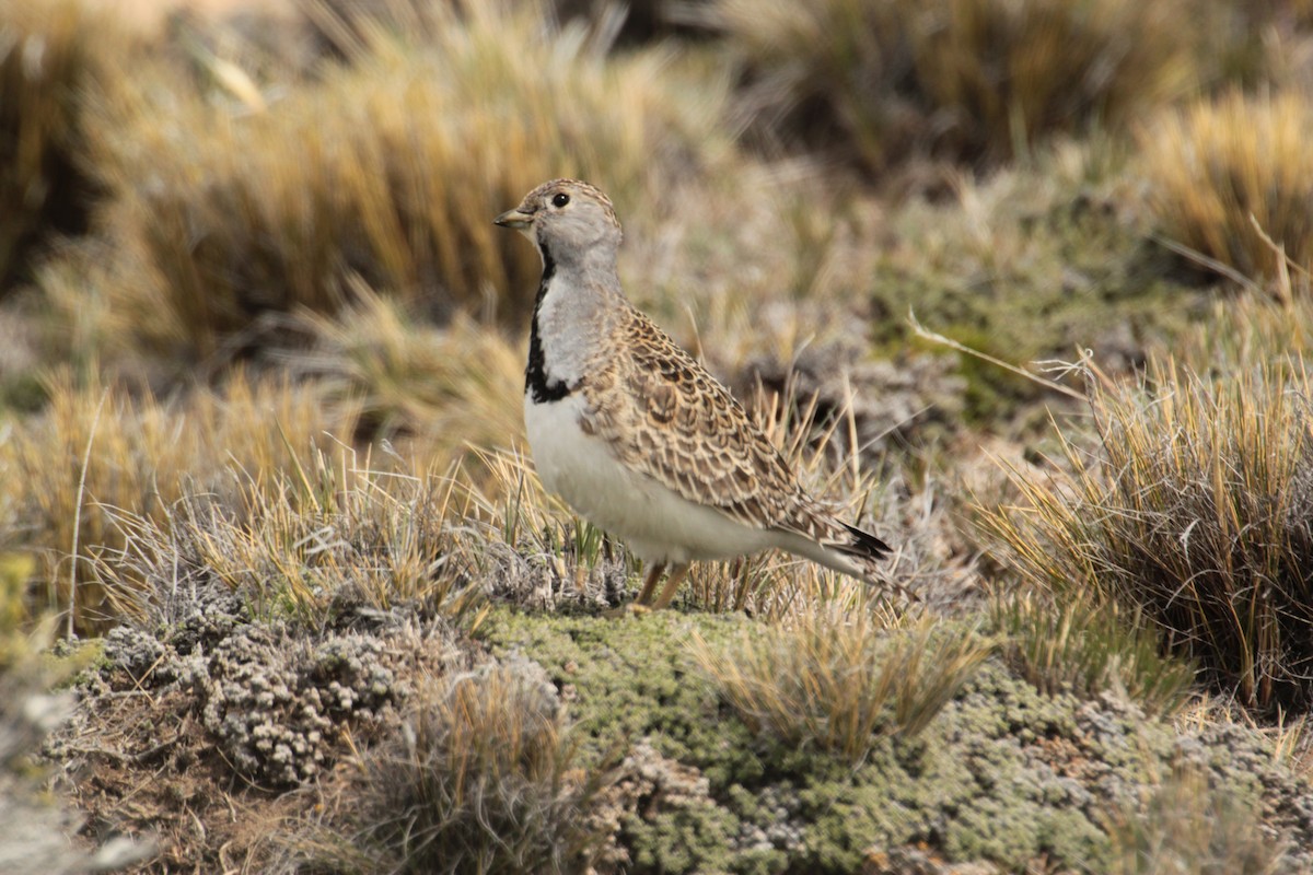 Least Seedsnipe - ML73633521