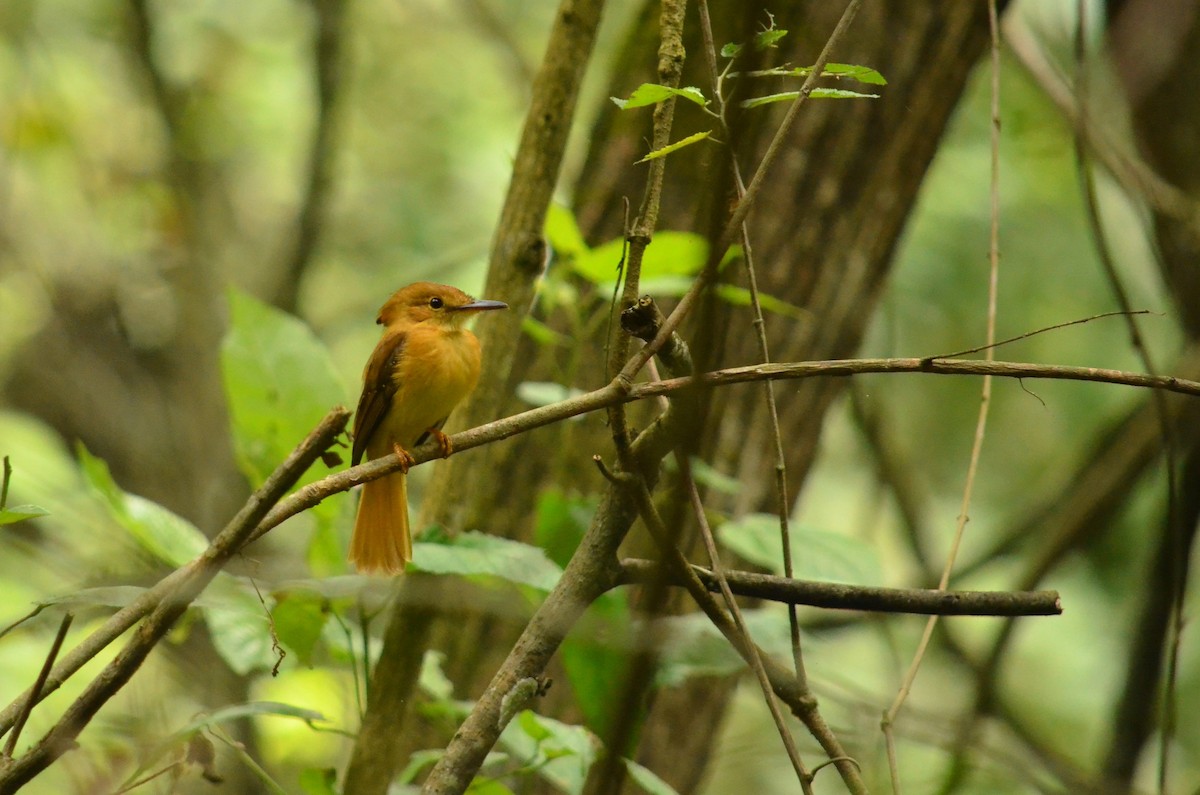 Tropical Royal Flycatcher (Pacific) - ML73633591