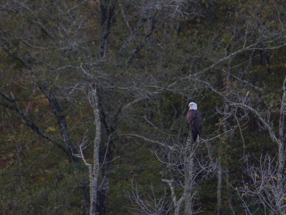 Bald Eagle - ML73633951