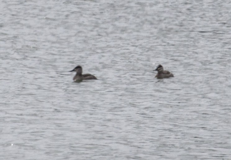 Ruddy Duck - ML73634091