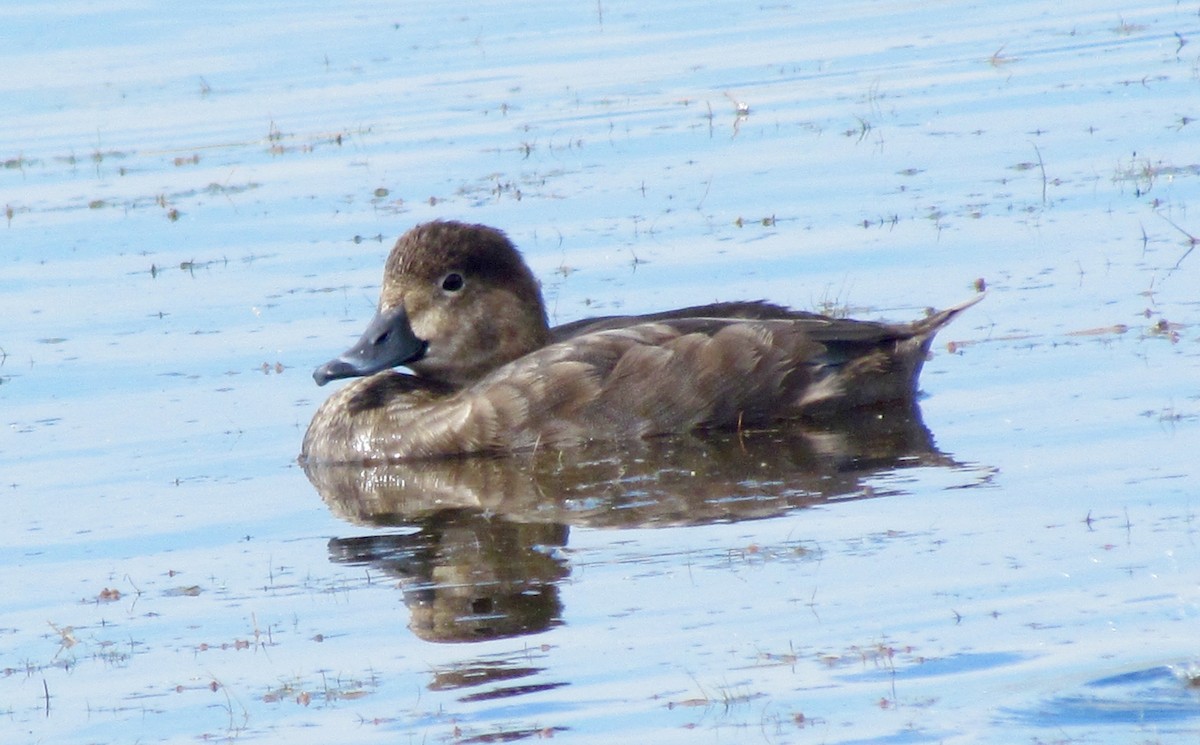 アメリカホシハジロ - ML73634101