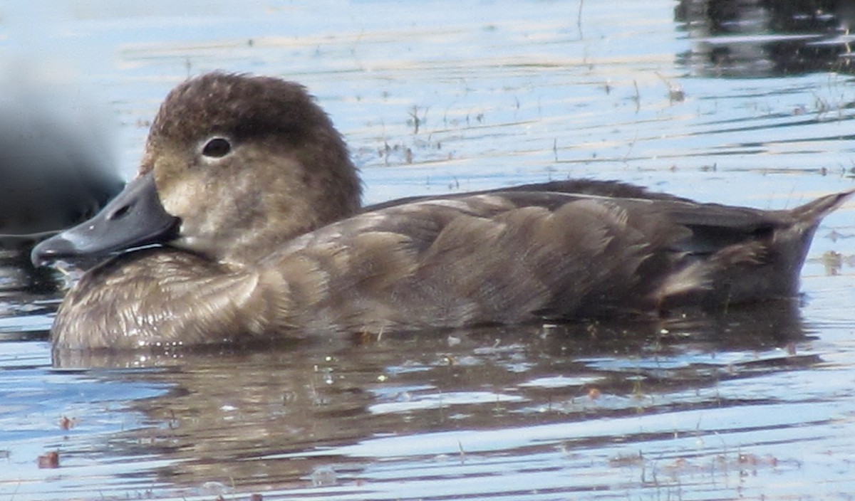 アメリカホシハジロ - ML73634151