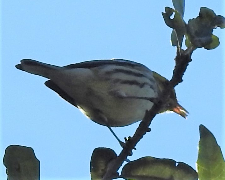 Black-throated Green Warbler - ML73634361
