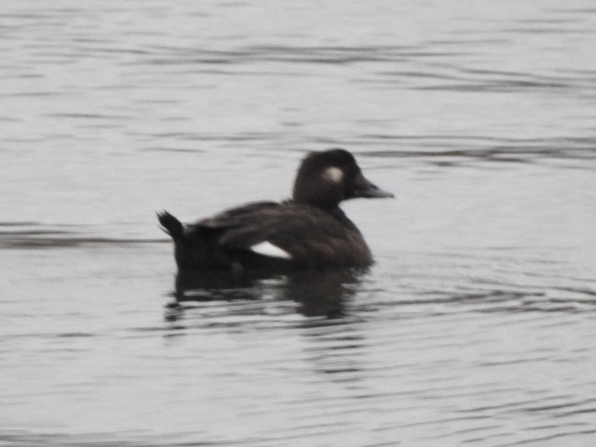 White-winged Scoter - Kevin Manley