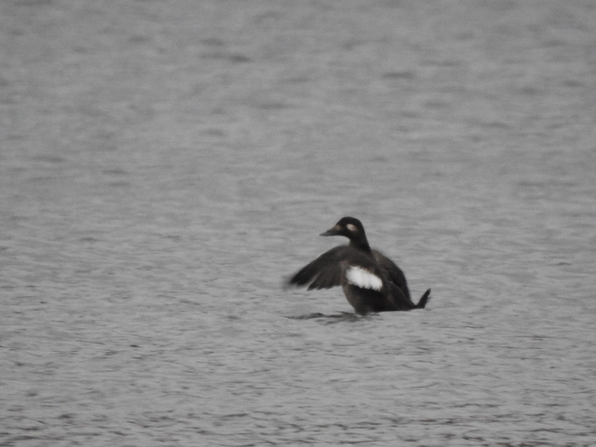 White-winged Scoter - ML73634591