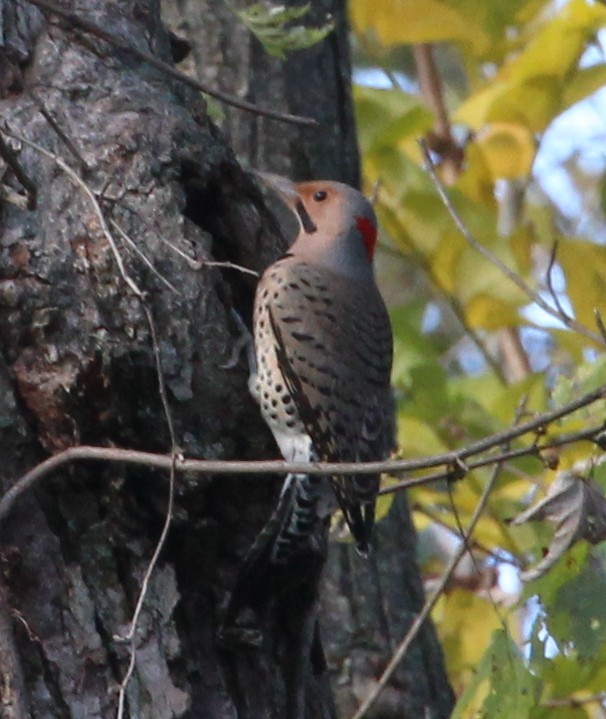 Northern Flicker - kevin dougherty