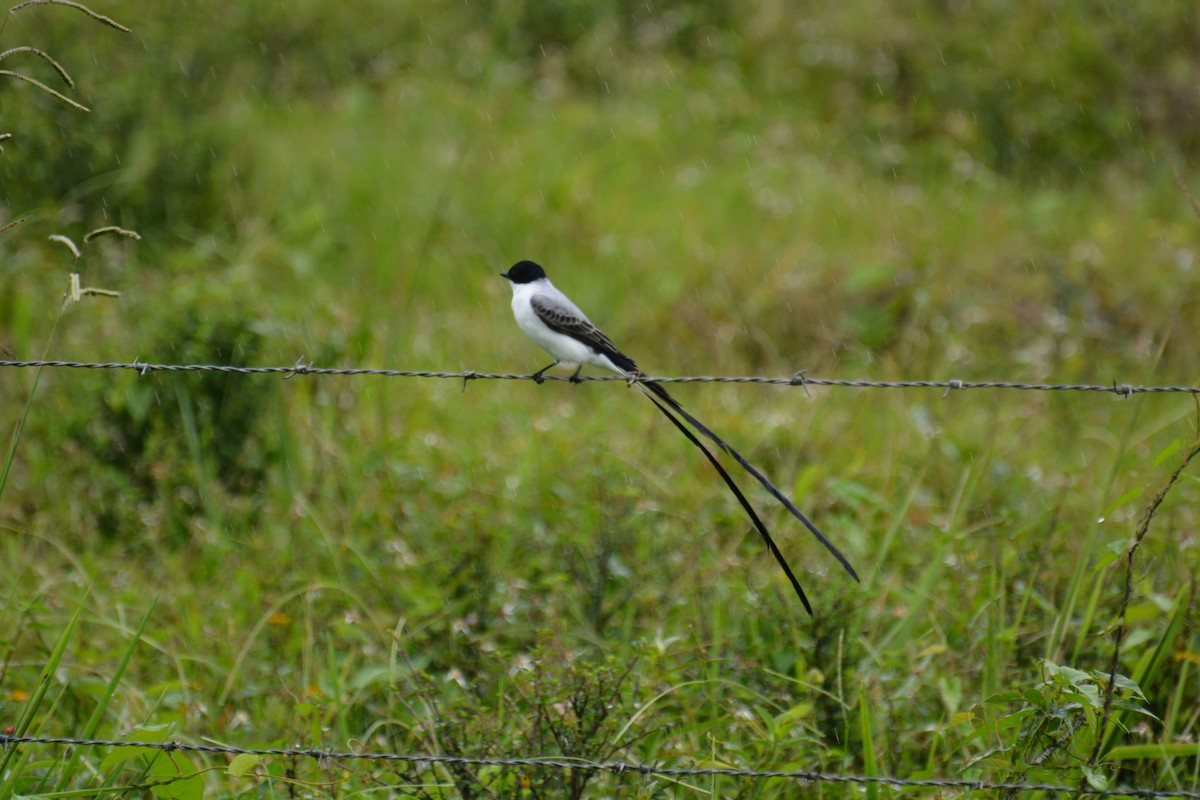 Fork-tailed Flycatcher - ML73637371