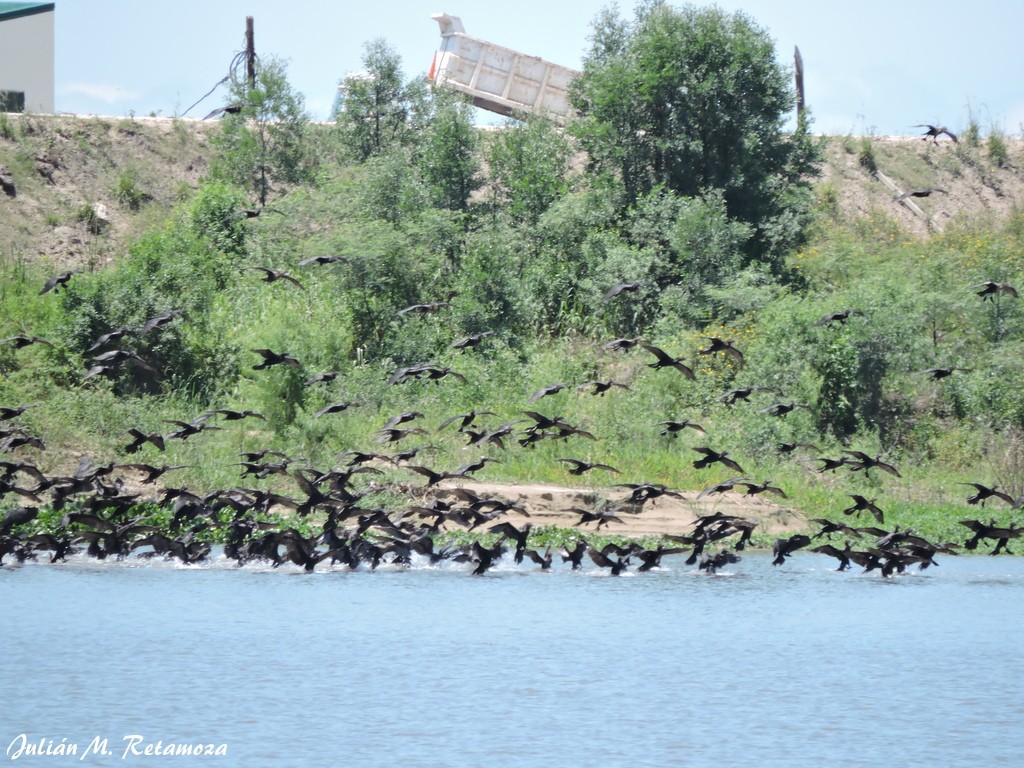 Neotropic Cormorant - ML73637631