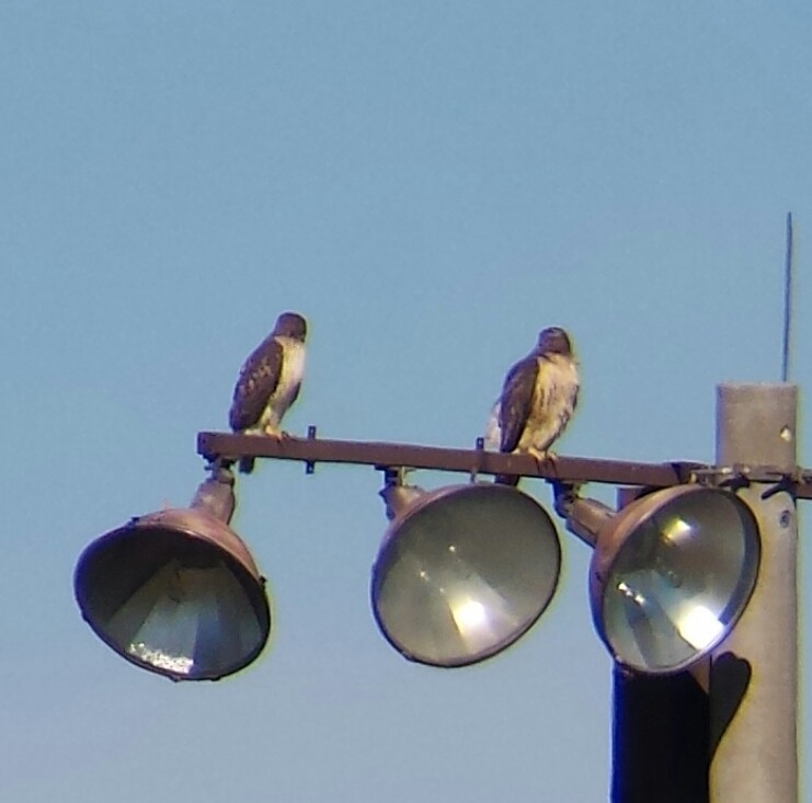 Zapelatz buztangorria - ML73637951