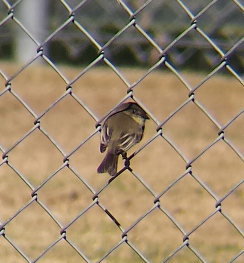 Eastern Phoebe - ML73638041