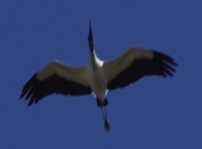 Wood Stork - Paul Conover